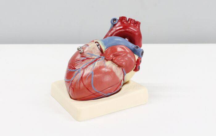 Image of fake heart
